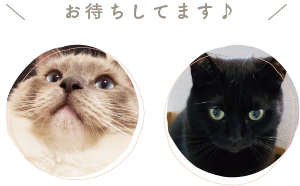 neko.png